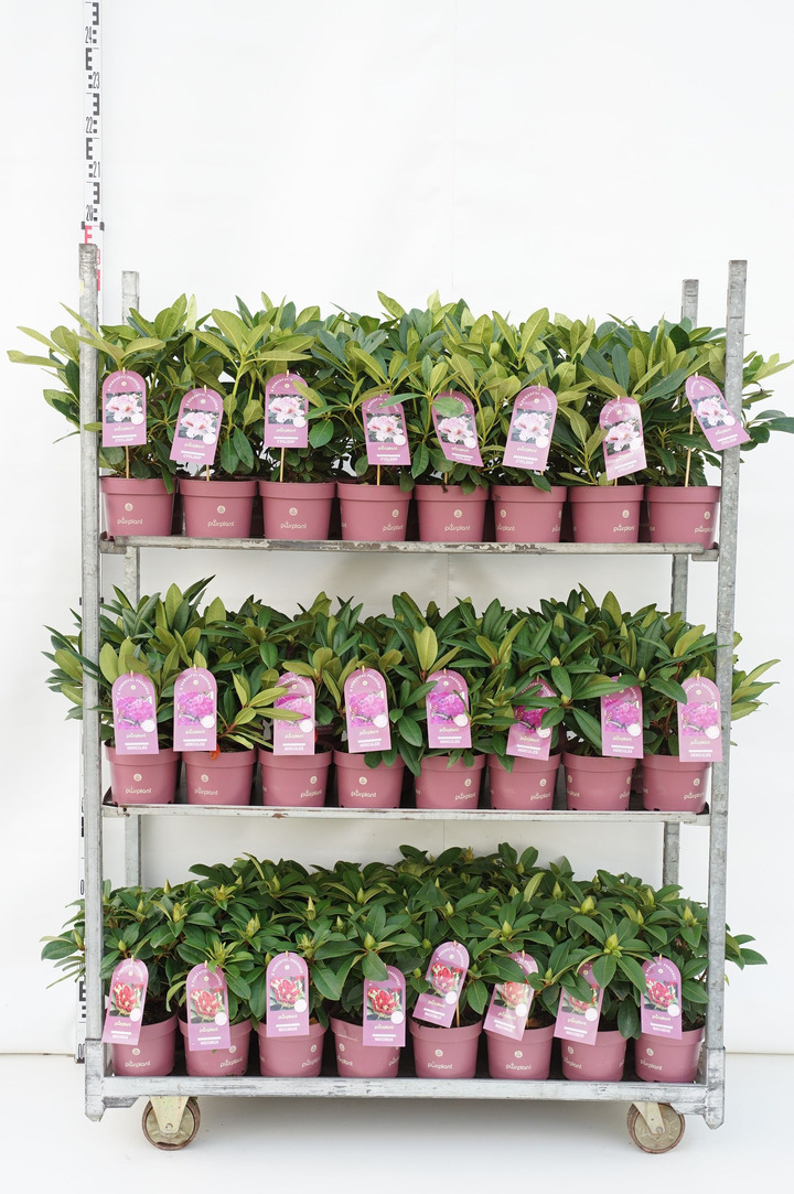 Rododendras MIX (Lot Rhododendron in) C2/P17 30-35 CM