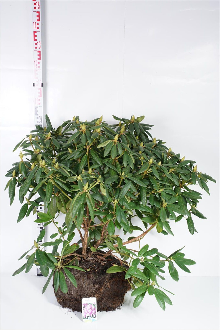 Rododendras (Lot Rhododendron) 'Roseum Elegans' 70-80 CM RB