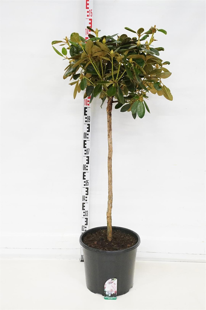 Rododendras Jakušimaninis (Lot Rhododendron (Y)) 'Silberwolke' C20 STIEBAS 80 CM