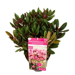 Rododendras (Lot Rhododendron) 'Wine & Roses' C5/P23 35+ CM