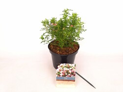 Rožė (Lot Rosa) 'Cutie Pie' C3/P19 20-30 CM