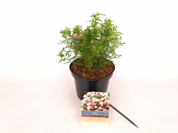Rožė (Lot Rosa) 'Cutie Pie' C3/P19 20-30 CM