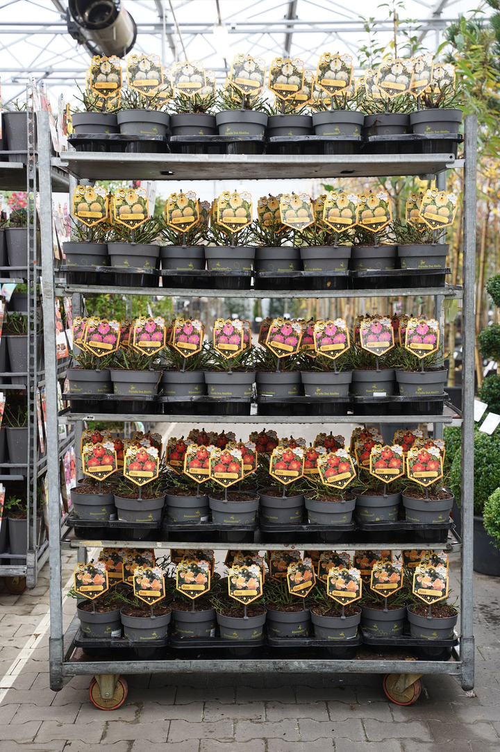 Rosa MIX (Lot Rosa in) C2/P17