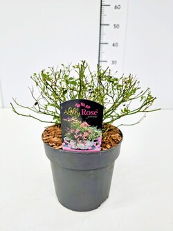 Rožė (Lot Rosa) 'Lilly Rose' C2/P17