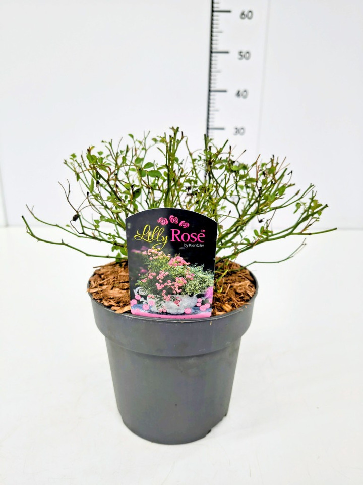 Rožė (Lot Rosa) 'Lilly Rose' C2/P17