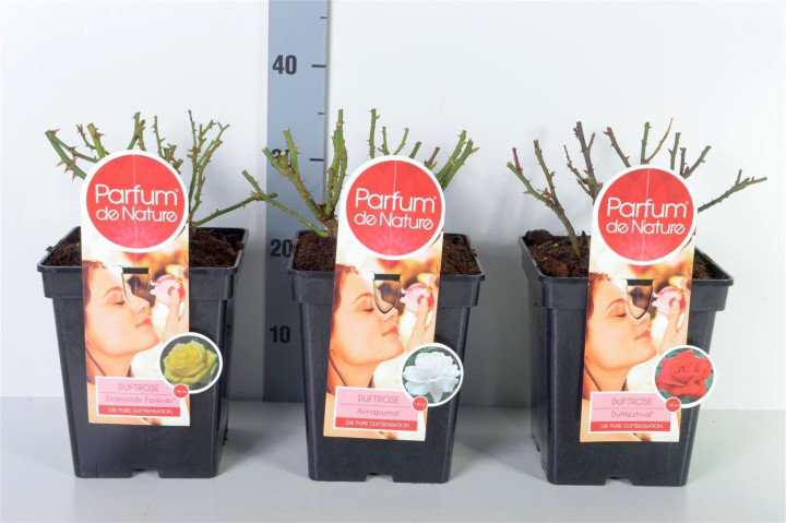 Rožė MIX (Lot Rosa Mix) 'Parfum de Nature' C5/P23 30-50 CM (PDN)