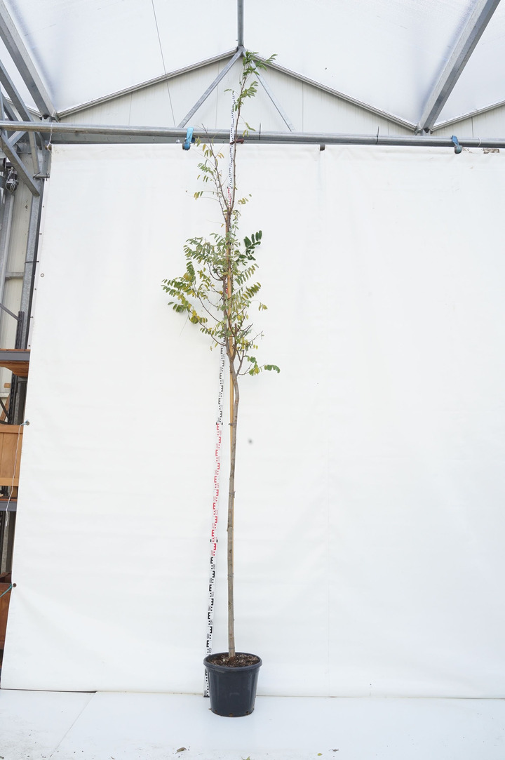 Robinija baltažiedė (Lot Robinia ps.) 'Frisia' C30 STIEBAS 200 CM KAMIENO APIMTIS 10-12 CM