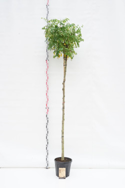 Robinija baltažiedė (Lot Robinia ps.) 'Umbraculifera' C20 STIEBAS 180 CM KAMIENO APIMTIS 8-10 CM