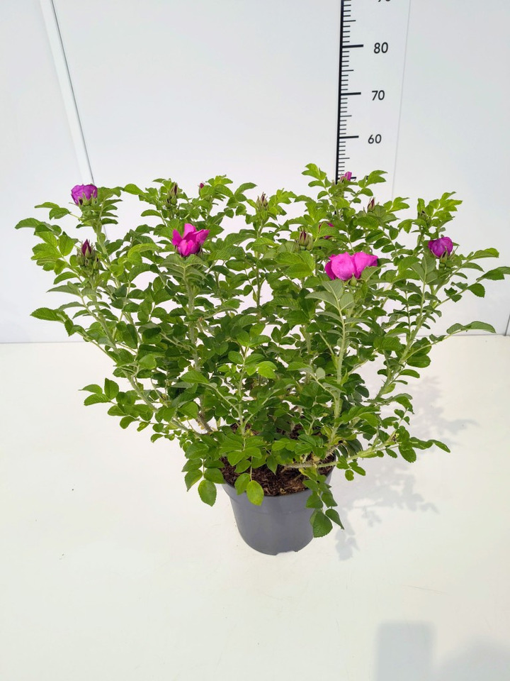 Erškėtis raukšlėtalapis (Lot Rosa rugosa) C5/P23