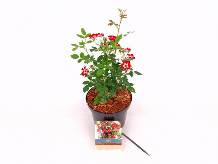 Rožė (Lot Rosa) 'Everglow Ruby' C3/P19 30-40 CM