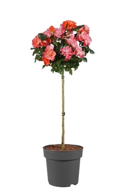 Rose (Lot Rose) 'Sugar Candy' C10 STIEBAS 70 CM