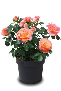 Rose (Lot Rose) 'Sugar Candy' C3/P19
