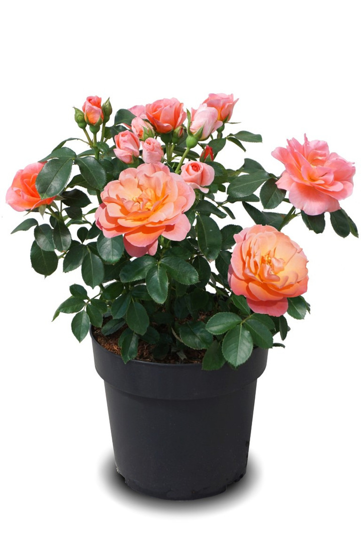 Rose (Lot Rose) 'Sugar Candy' C3/P19