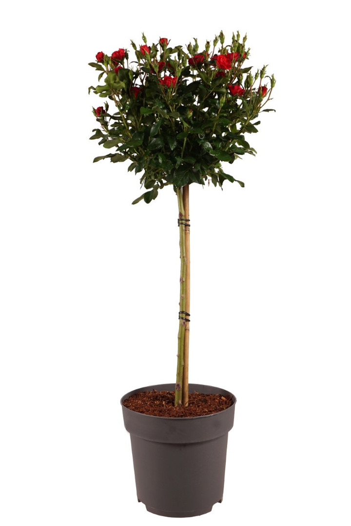 Rožė (Lot Rosa) 'Zepeti' C10 STIEBAS 70 CM