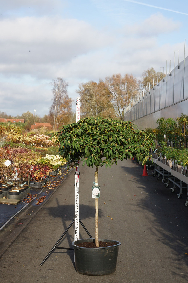 Rododendras Jakušimaninis (Lot Rhododendron (Y)) 'Schneekrone' C65 STIEBAS 100 CM