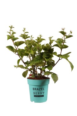 Šilauogė (Lot Rubus BrazelBerry) 'Baby Cakes' C3/P19 20-25 CM