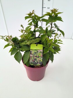 Gervuogė (Lot Rubus frut.) 'Tiny Black' C7/P24 40-60 CM