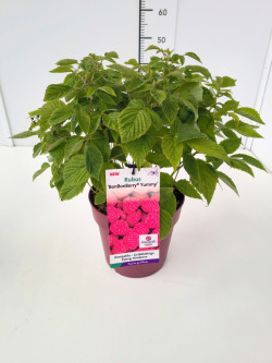Avietė remontantinė (Lot Rubus idaeus) 'Yummy' C7/P24 40-60 CM - nuotrauka 2