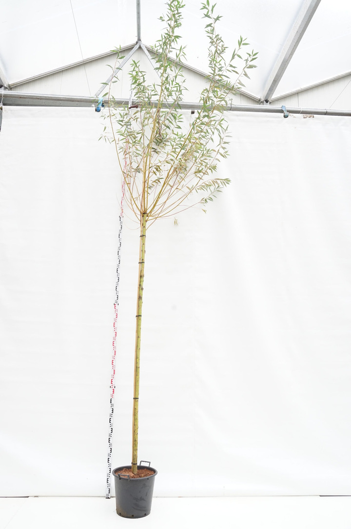 Gluosnis baltasis (Lot Salix alba) 'Chermesina' C35 STIEBAS 250 CM KAMIENO APIMTIS 10-12 CM