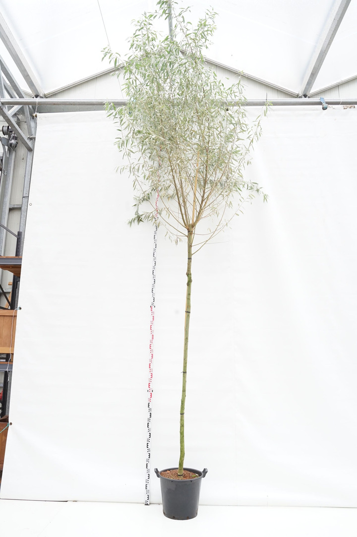 Gluosnis baltasis (Lot Salix alba) 'Sericea' C35 STIEBAS 250 CM KAMIENO APIMTIS 10-12 CM