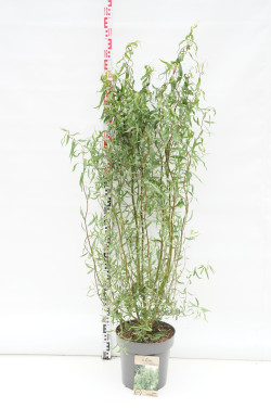 Svyruoklinis gluosnis (Lot Salix babyl.) 'Tortuosa' C12 125-150 CM
