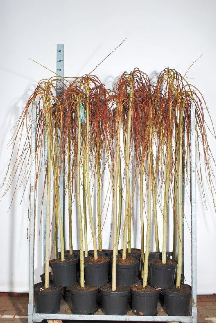 Gluosnis paprastasis (Lot Salix caprea) 'Kilmarnock' C7,5 STIEBAS 50 CM