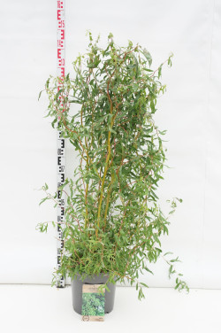 Gluosnis (Lot Salix) 'Erythroflexuosa' C12 125-150 CM