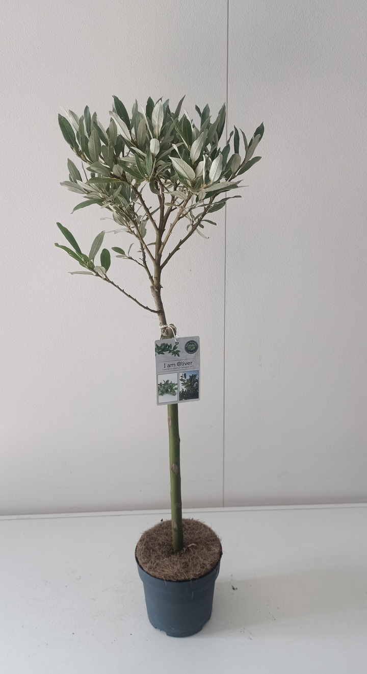 Karklas šveicarinis (Lot Salix helvetica) C1,5 STIEBAS 40 CM