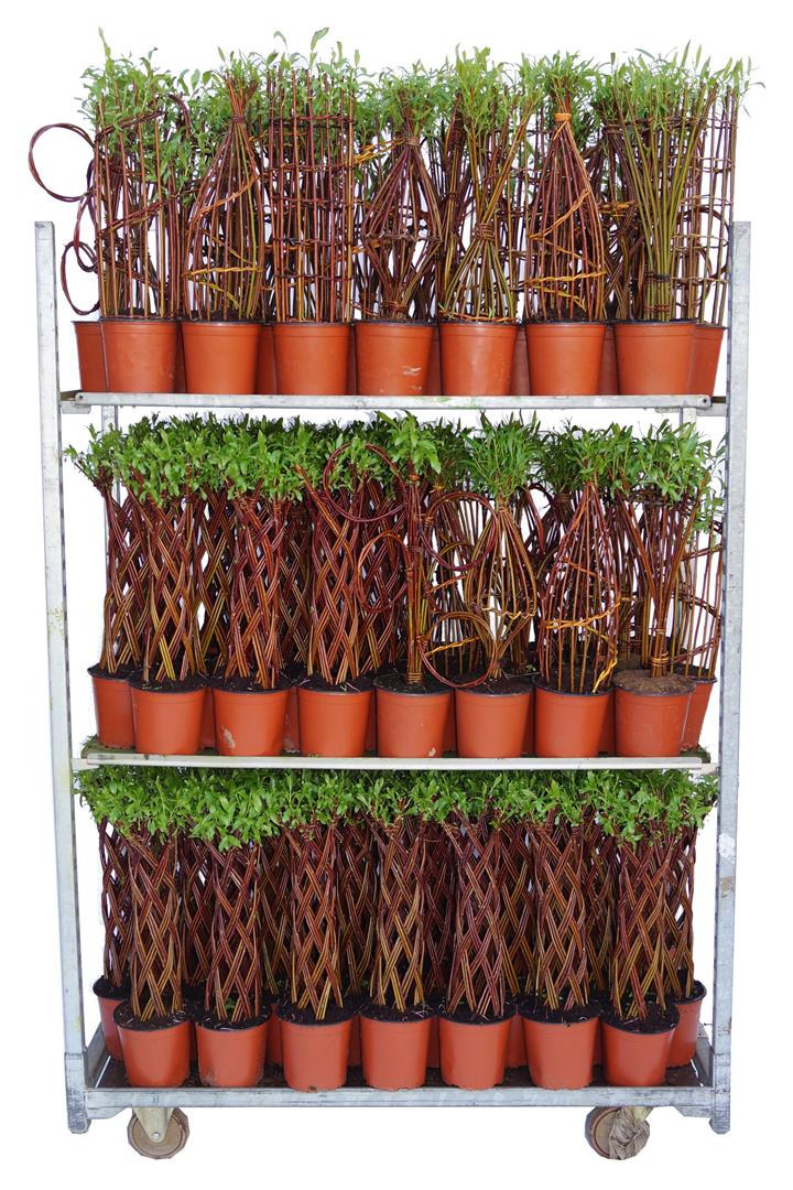 Gluosnis MIX (Lot Salix in) C2/P17