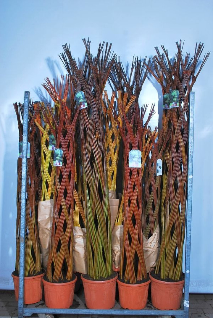 Gluosnis MIX (Lot Salix in) MIX CC 1