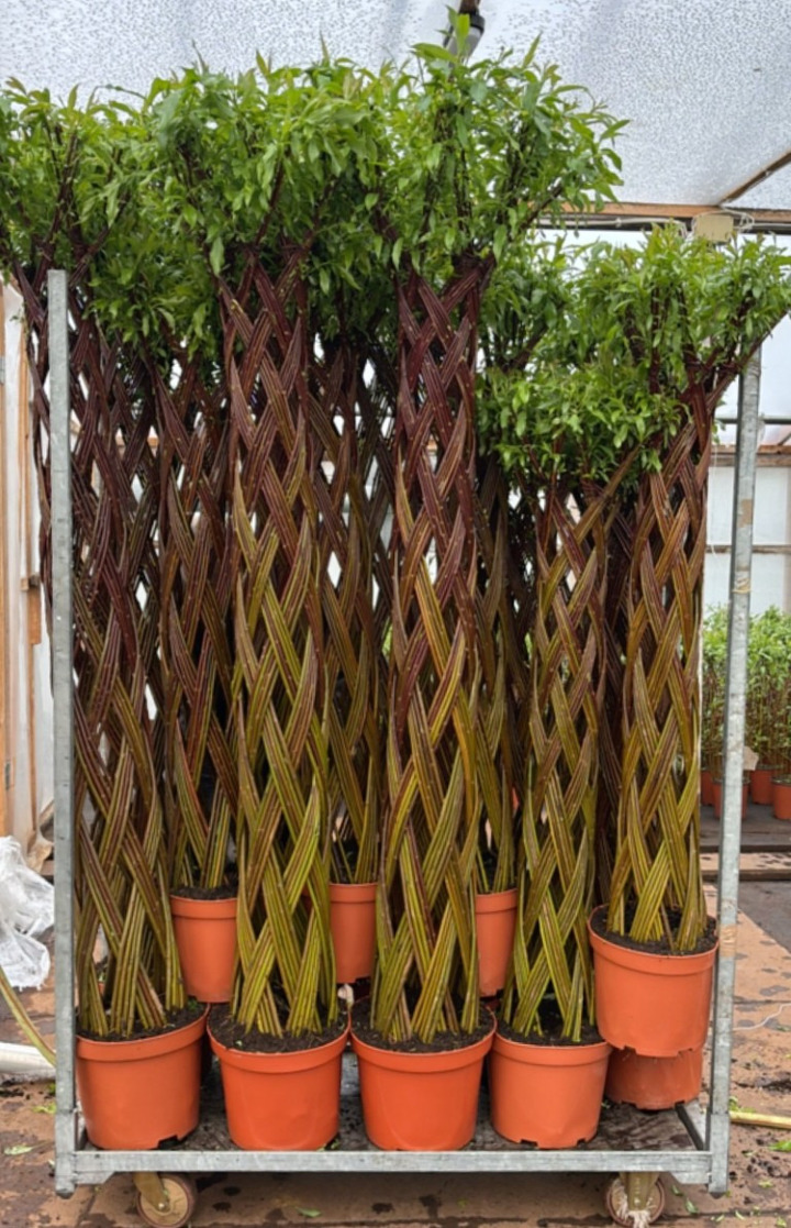 Gluosnis MIX (Lot Salix in) MIX CC 2