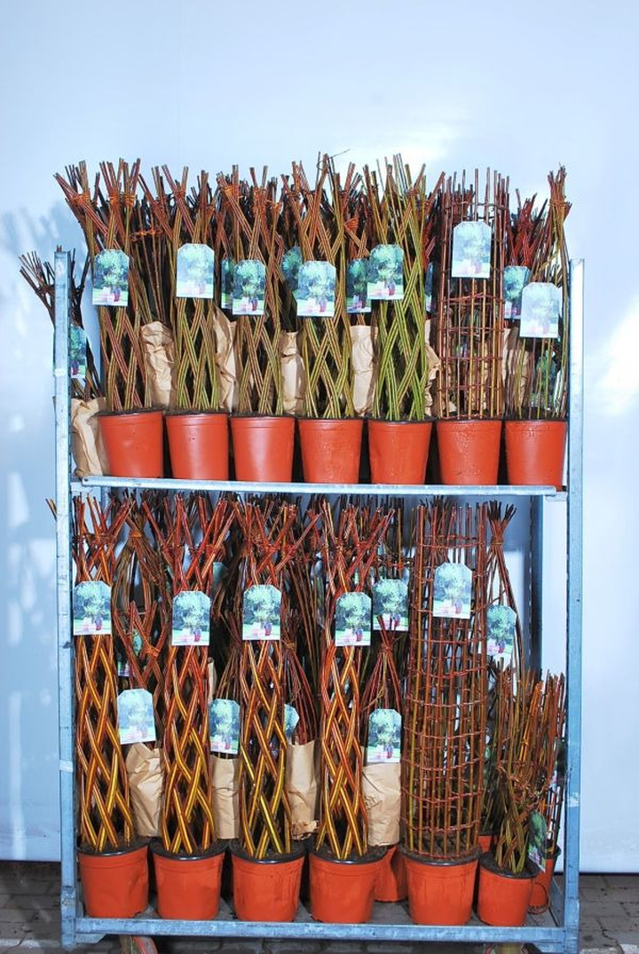 Gluosnis MIX (Lot Salix in) MIX CC 2