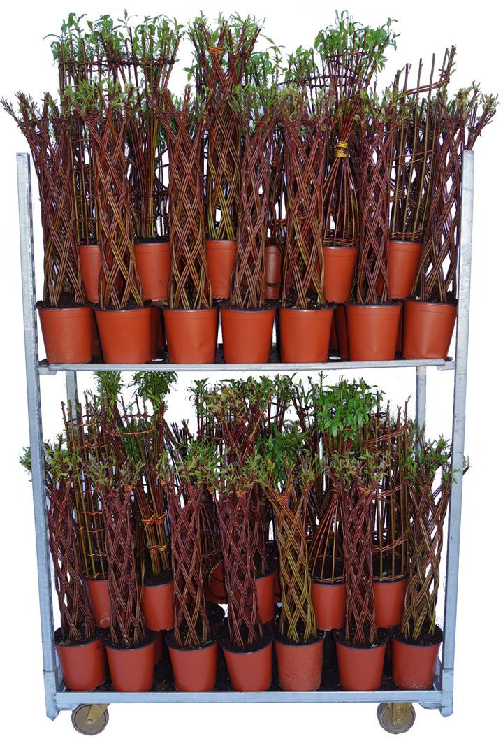 Gluosnis MIX (Lot Salix in) C2,5/P18