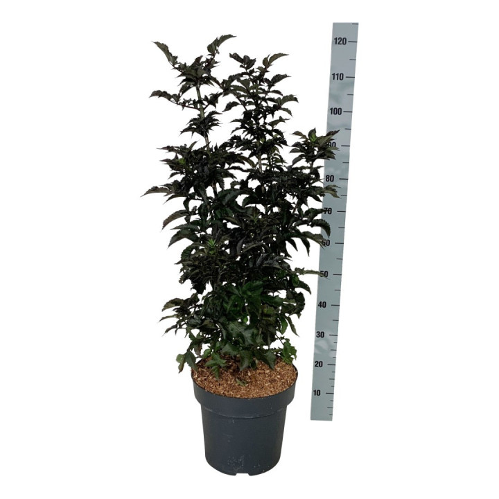 Šeivamedis juodauogis (Lot Sambucus nigra) 'Black Tower' C15 80-100 CM