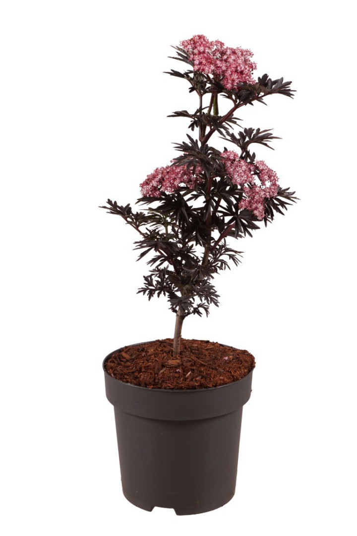 Šeivamedis juodauogis (Lot Sambucus nigra) 'Laced Up' C3/P19 30-40 CM