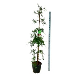 Visžalė sekvoja (Lot Sequoia s.) 'Illa Martin' C30 175-200CM EXTRA