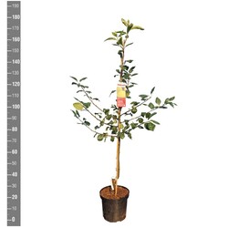 Šermukšnis Paprastasis (Lot Sorbopyrus a.) 'Shipova' C10 BUSH