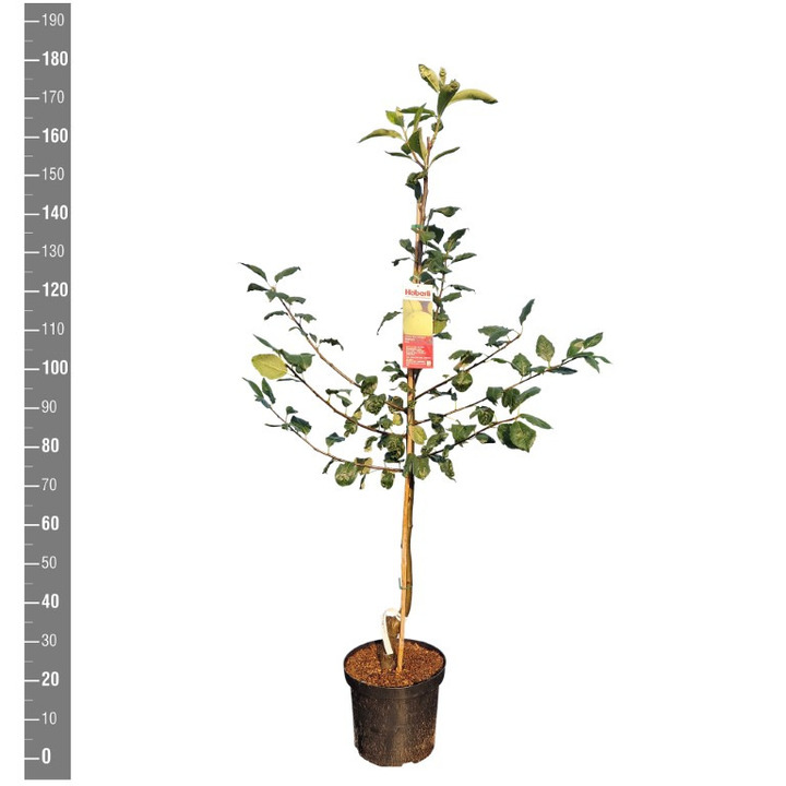 Šermukšnis Paprastasis (Lot Sorbopyrus a.) 'Shipova' C10 BUSH