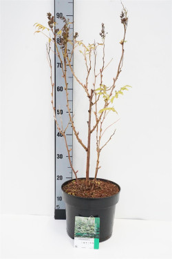 Lanksvūnė šermukšnialapė (Lot Sorbaria sorb.) 'Sem' C7,5/P26 50-60 CM