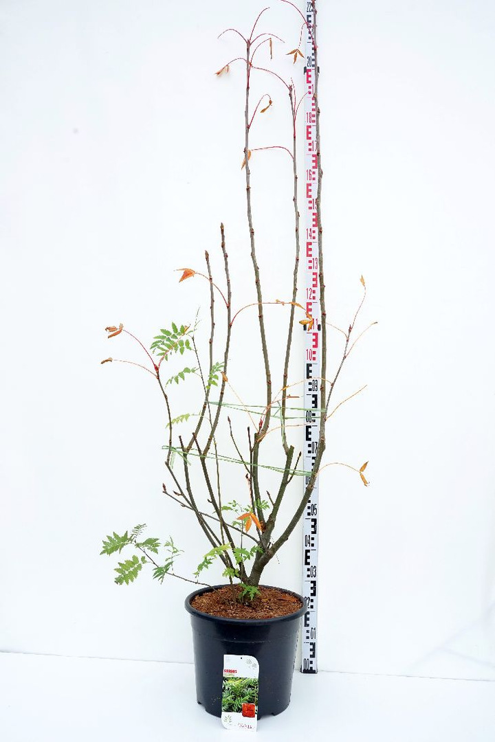 Šermukšnis (Lot Sorbus) 'Ulong' C20 150-175 CM