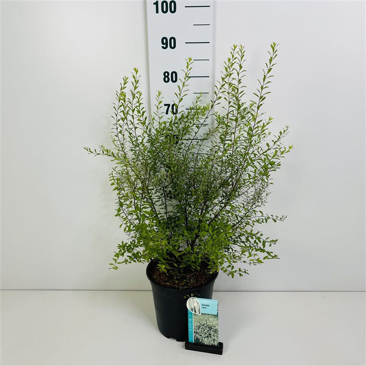 Lanksva smailialapė (Lot Spiraea arguta) C7/P24 50-60 CM