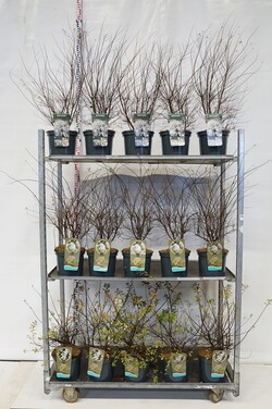 Lanksva MIX (Lot Spiraea in) C5/P23 60-80 CM