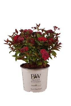 Japoninė lanksva (Lot Spiraea jap.) 'Double Play' C3/P19 30-40 CM
