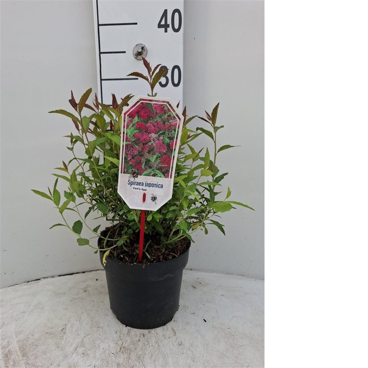 Japoninė lanksva (Lot Spiraea jap.) 'Dart's Red' C2/P17 25-30 CM