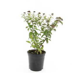 Japoninė lanksva (Lot Spiraea jap.) 'Froebelii' C1,5/P15