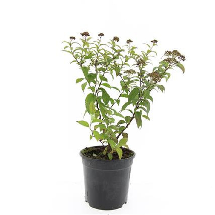 Japoninė lanksva (Lot Spiraea jap.) 'Froebelii' C1,5/P15