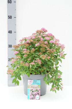 Japoninė lanksva (Lot Spiraea jap.) 'Rick Star' C3/P19 30-40 CM - nuotrauka 1