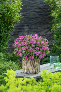 Japoninė lanksva (Lot Spiraea jap.) 'Rick Star' C3/P19 30-40 CM - nuotrauka 2