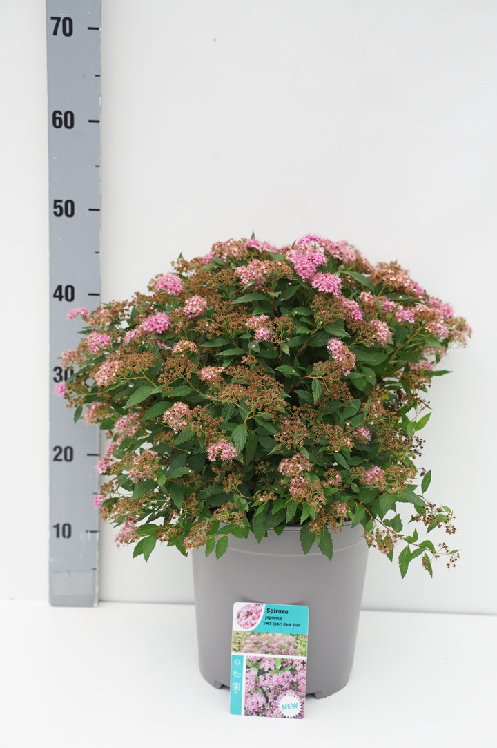 Japoninė lanksva (Lot Spiraea jap.) 'Rick Star' C7/P24 20-30 CM