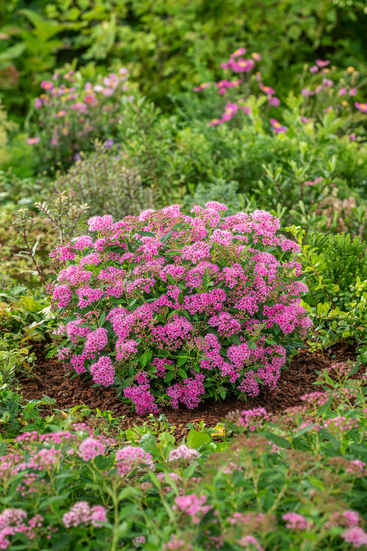 Japoninė lanksva (Lot Spiraea jap.) 'Rick Star' C7/P24 20-30 CM